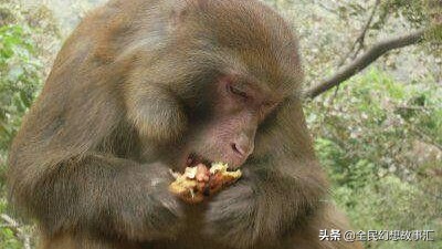 民间故事寡妇救了个人成了王妃,民间故事寡妇为救儿子进山采药