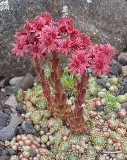 岩石花园景区,岩石园常用花卉