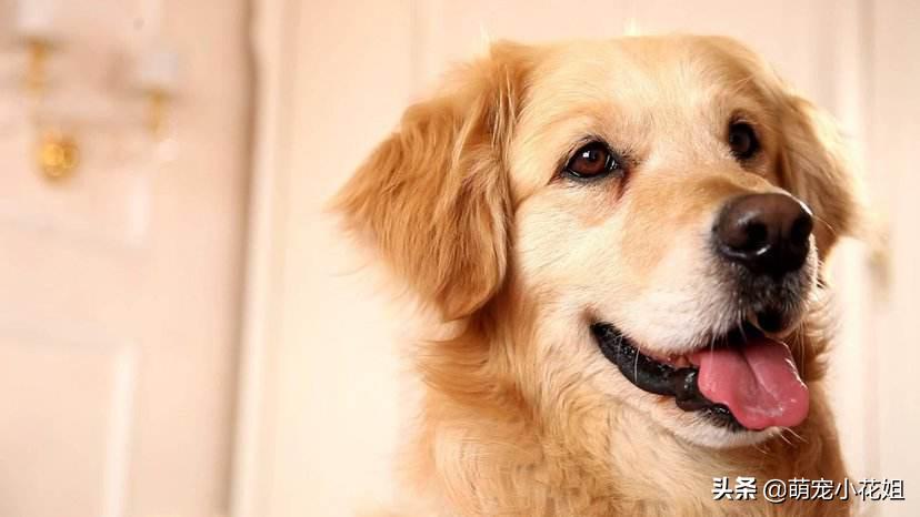 狗狗有机会救治，但是主人却放弃了，只因想让狗子留下美好的回忆