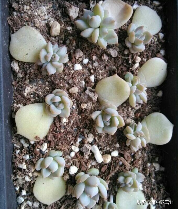 扦插的多肉怎么移栽,多肉的扦插方法和步骤