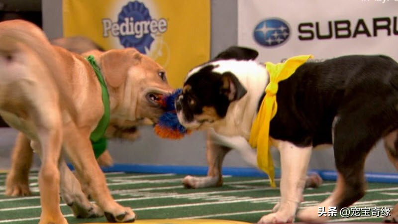 缇庡浗鐘被澶ц禌,缇庡浗鐙楃嫍姣旇禌缁艰壓