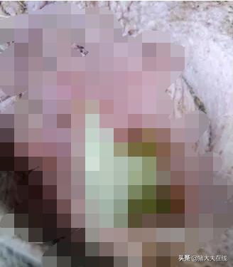 母猪有炎症给配了怎么办,母猪乳房感染了怎么办