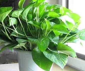 什么绿植吸收甲醛最好,大绿植吸甲醛比较好的都有什么