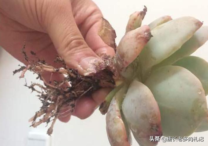 碧桃多肉为什么包不起来,碧桃多肉长得太慢怎么办