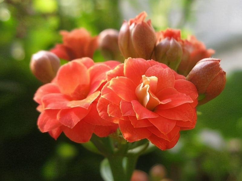 养长寿花的绝招,养长寿花怎么过冬