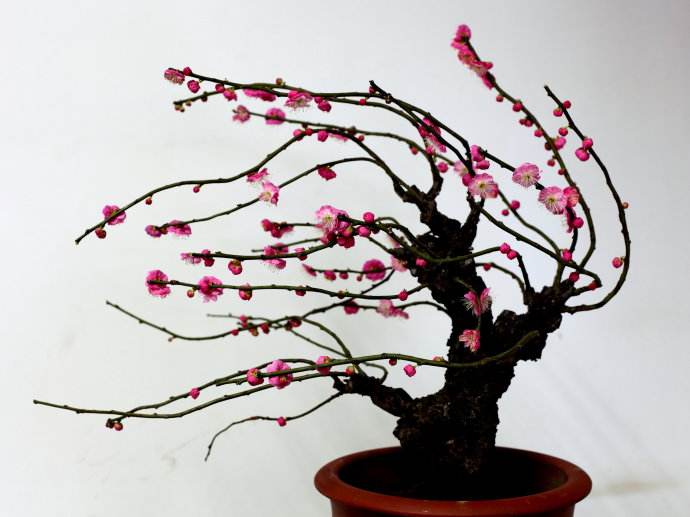 怎么冬日赏繁花？养梅花最正确，生命力旺盛不怕冷，养护方法简单