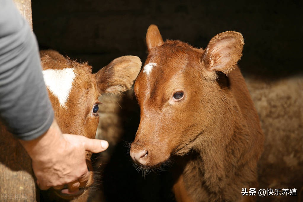 养牛创业的注意事项,养牛创业新手策略