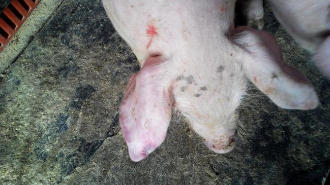 病猪全身发红怎么回事,病猪吃食正常肚上有红豆样疹子