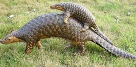 2毛1片补肾药被卖到数百元年销8亿片，它险成中国补肾第1股