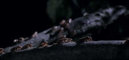 这种蝉中奇葩做了一道数学题，选择了一个让科学家想破脑袋的习性