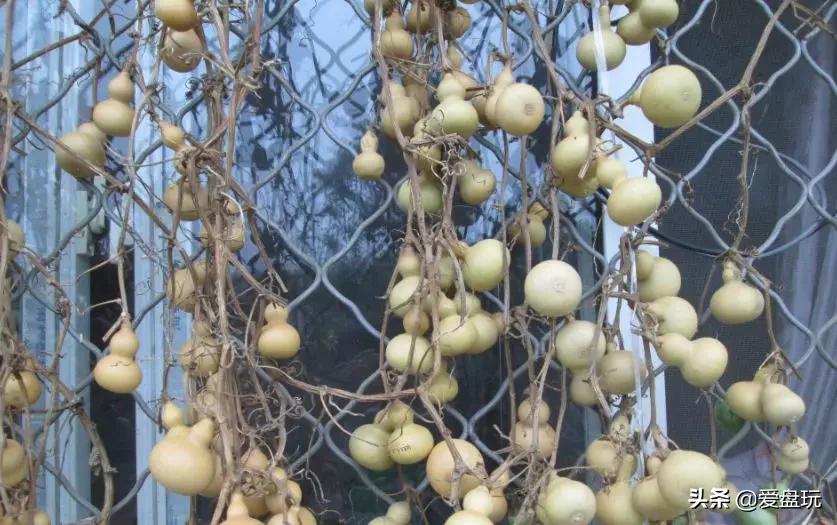 什么手串盘包浆好看,玩最便宜的手串盘出最美的包浆