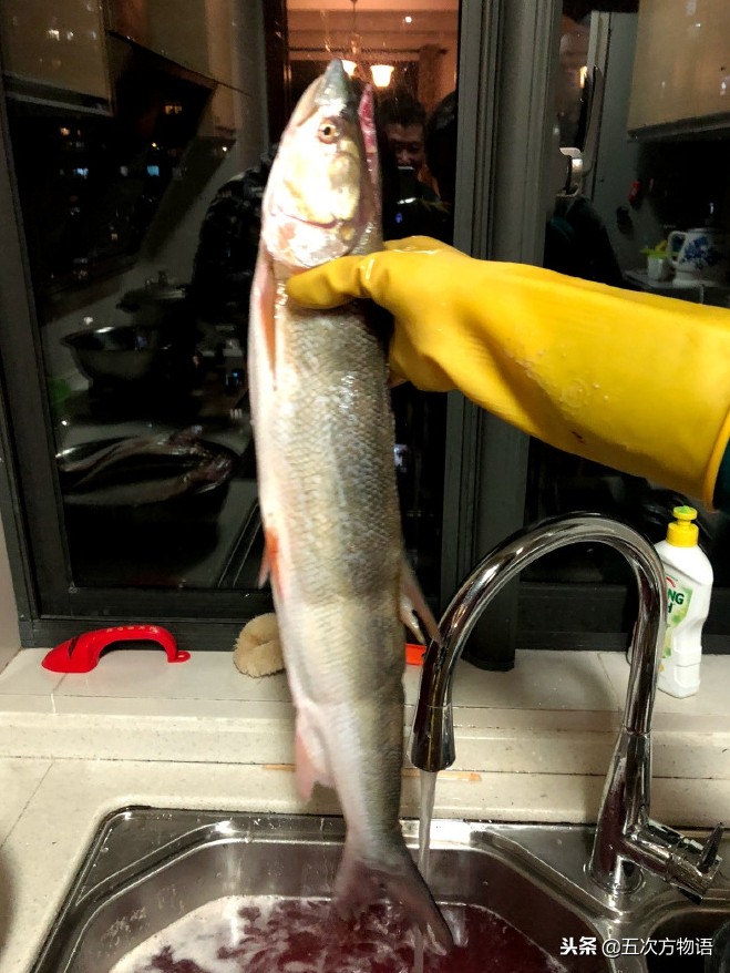 菜市场水产淡水鱼图片,菜市场常见的鱼图片大全