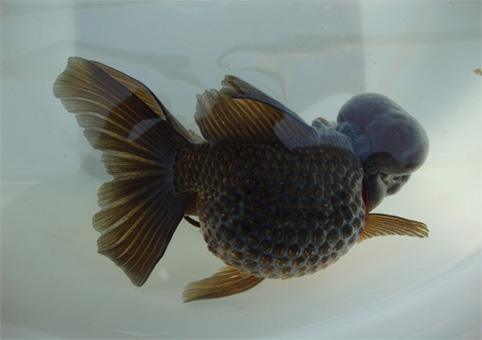 精品皮球珍珠金鱼图片,龙睛珍珠鳞金鱼