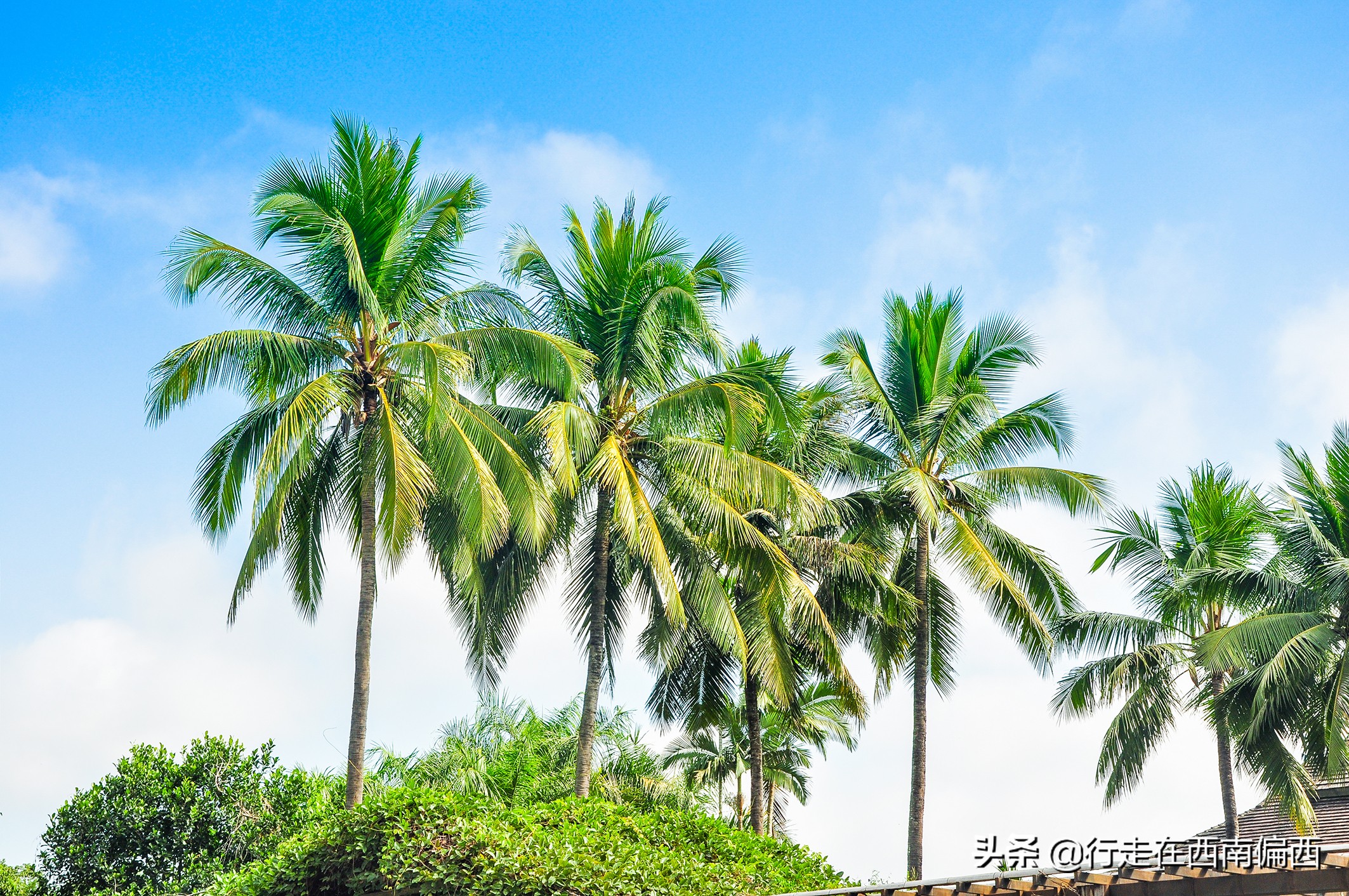 西双版纳五树六花景点,西双版纳都有哪些开花的树
