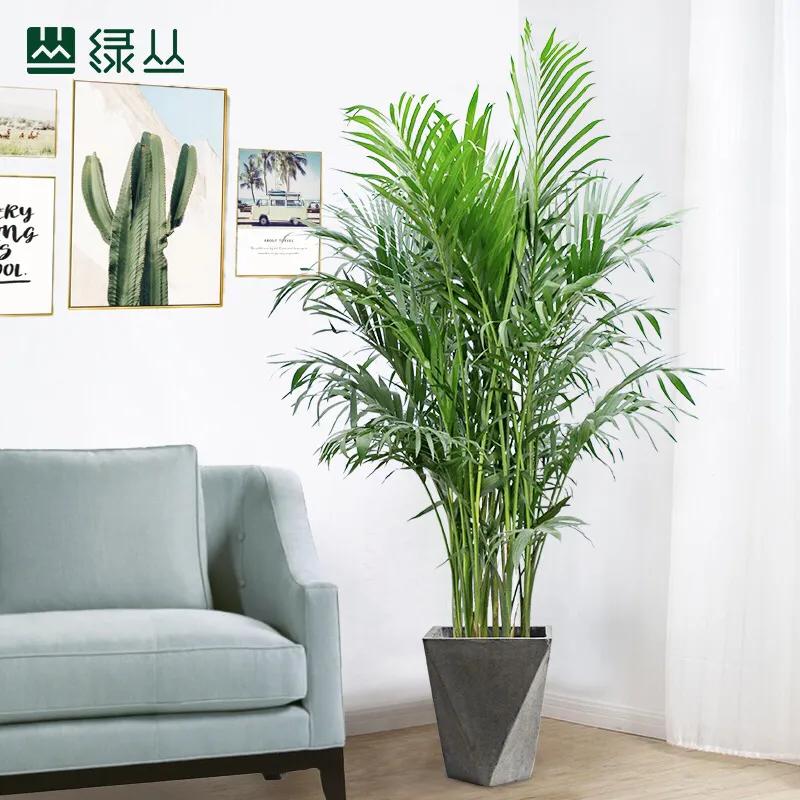 富贵树叶子发黄掉叶子怎么办,富贵椰子如何打理