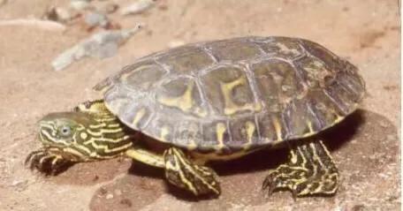 黄喉石龟图片大全,欧洲黄喉