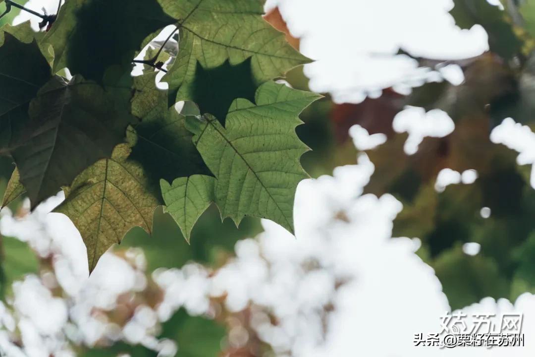 苏州古城区步行道,苏州古城步行线路石路