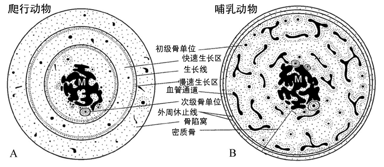 为啥恐龙可以一辈子长长长,而我们却不能?古生物学家从骨组织学上揭开了秘密