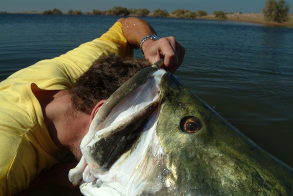 非洲巨型尼罗河鲈鱼泛滥成灾，中国吃货们表示要将其吃成回忆