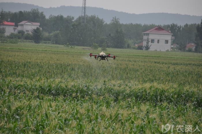 河南适合种植高产玉米,玉米高产高效种植技术