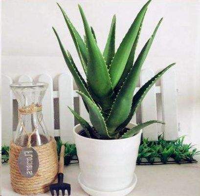 中华芦荟的叶子徒长又细又长,雪花芦荟徒长怎么补救