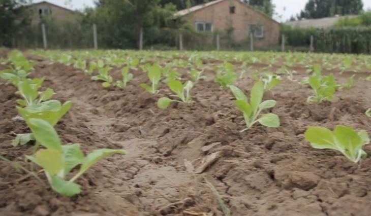 白菜幼苗怎么处理,白菜黄叶小妙招治疗