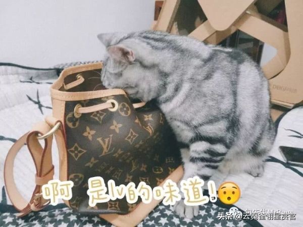 超好看的宠物包,好看又大的宠物包