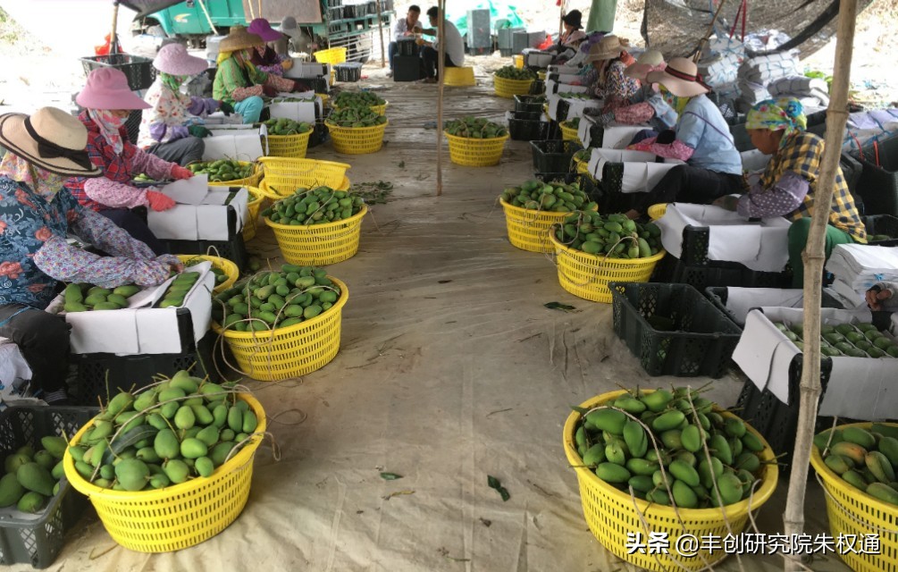 海南芒果催早花技术,芒果催花用噻苯隆配什么药剂