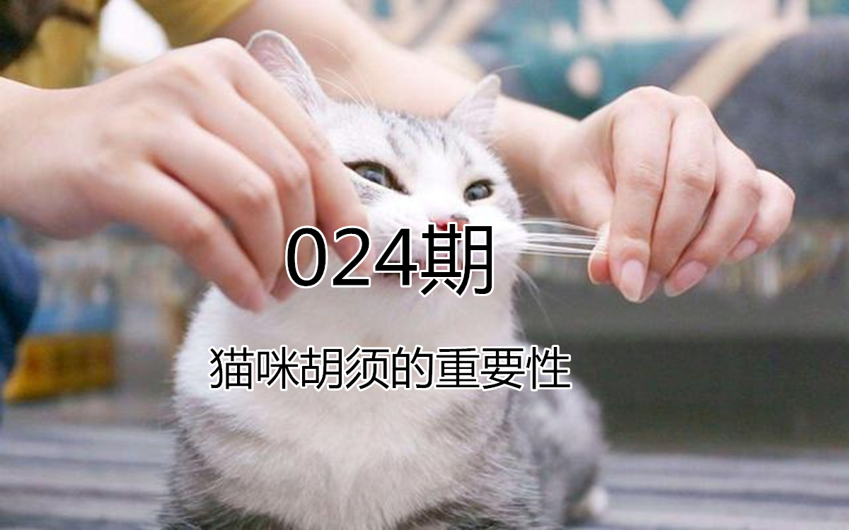 剪掉猫咪胡须对猫咪有影响吗,猫咪胡须不小心剪了会长吗