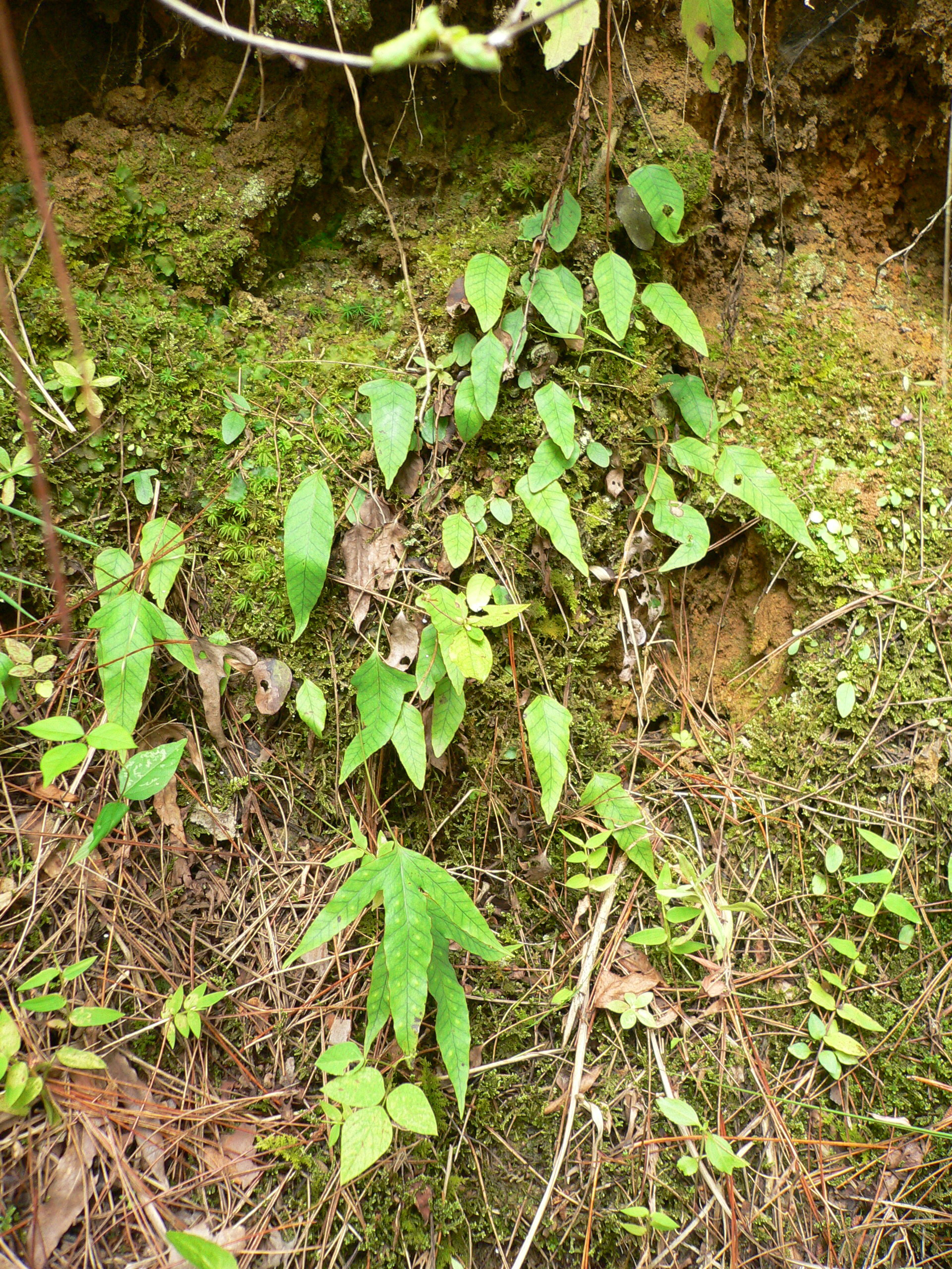 中药金鸡脚功效与作用,中药材独脚金鸡