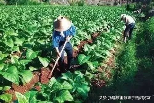 种地顺口溜大全集,种地忙顺口溜