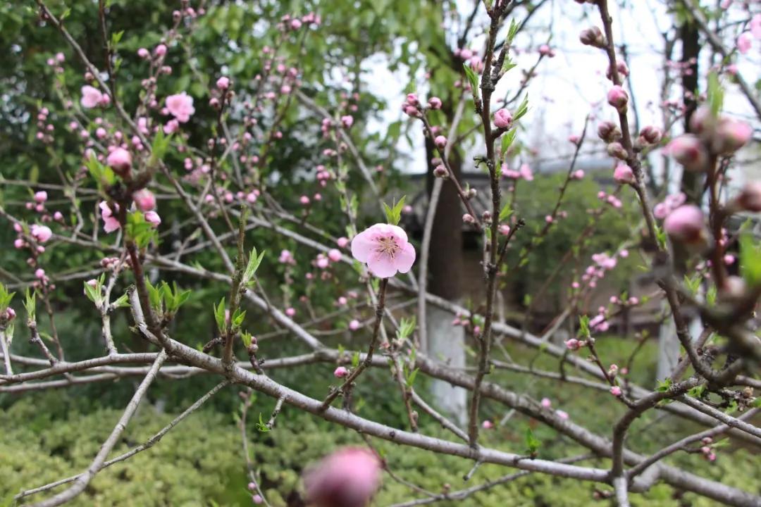 千桃园赏花小攻略,千桃园晚上开放吗