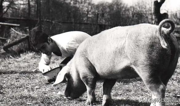 韩国一部关于小女孩和猪的电影,有关猪的电影是什么