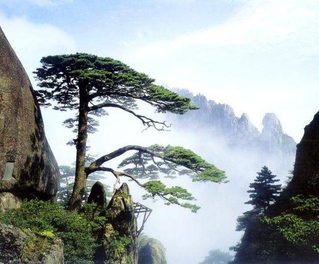 “岁寒三友”之松:大雪压青松,青松挺且直