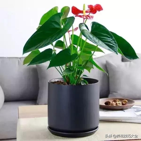 家里适合养几盆红掌,红掌养阳台招财吗