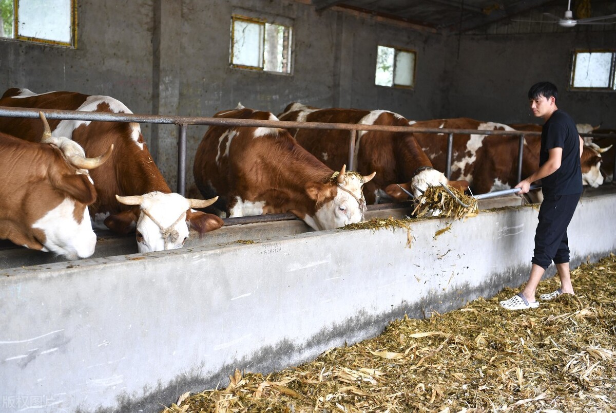 养牛给牛吃什么长肉快成本又低,牛光吃不长肉毛色不顺怎么办