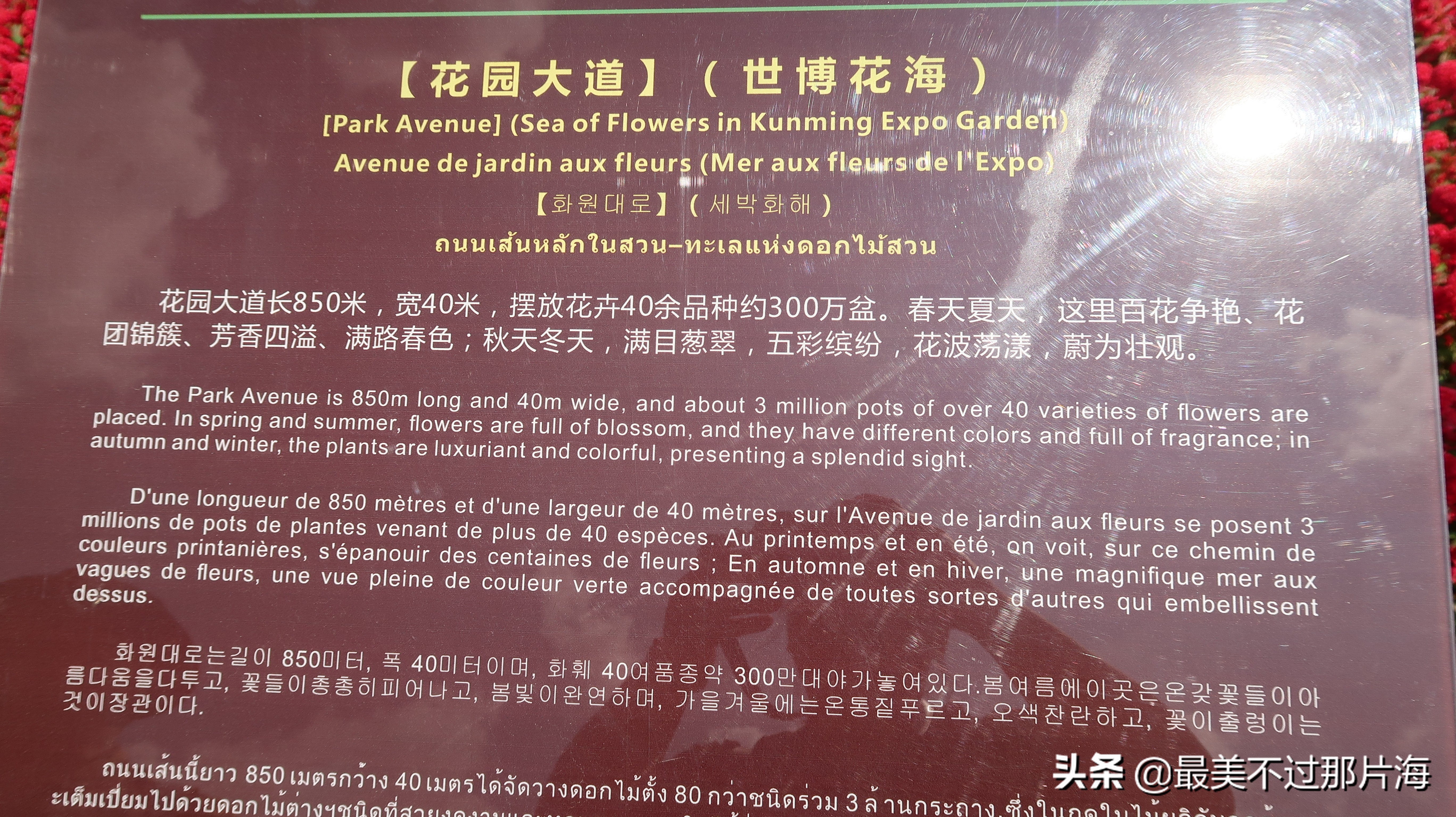 昆明世博园和云南大观园游玩攻略,昆明有个世博园四季如春好地方