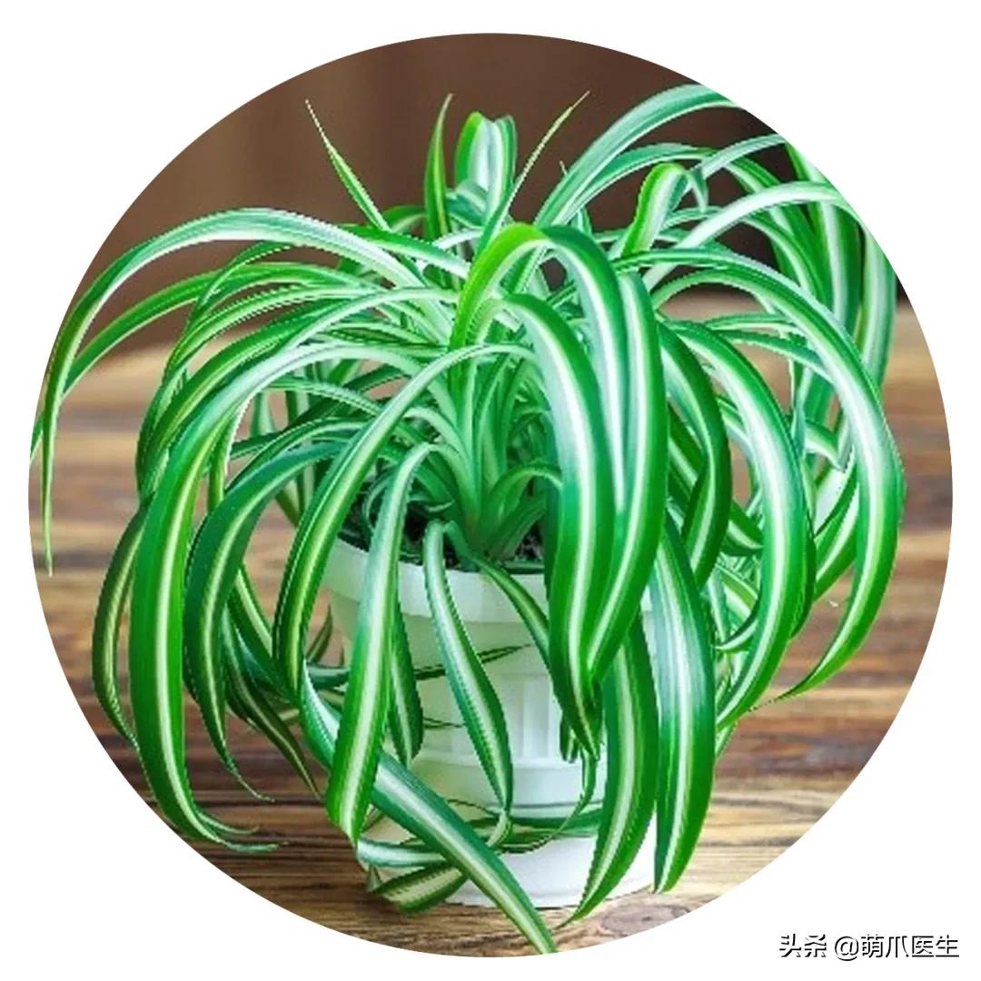 养了猫还适合养鹦鹉吗,养了猫还能养松鼠吗