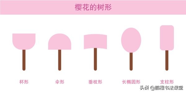 户外旅游看樱花,赏花赏樱花