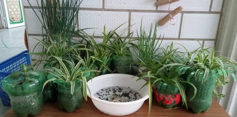 塑料瓶养花妙用大全,塑料瓶养花好还是玻璃瓶养花好