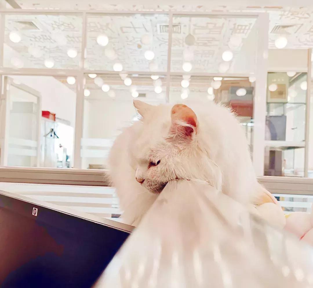 我们猫,我家猫只对我叫