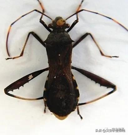 专治大豆病虫害的药,大豆害虫点蜂缘蝽防治方法