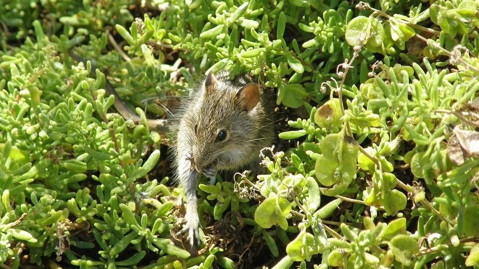 海外游学留学目的地有哪些,海外游学途径