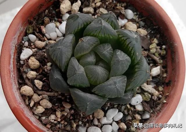 多肉玉露叶片中的杂土怎么处理,如何判断玉露的根系是否出了问题