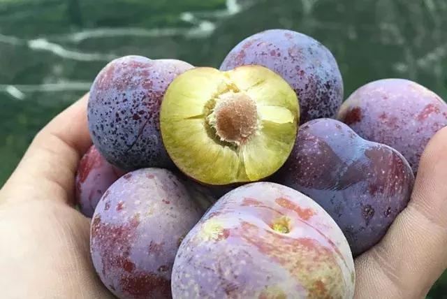 汶川最美紫宝石,汶川最美的紫宝石