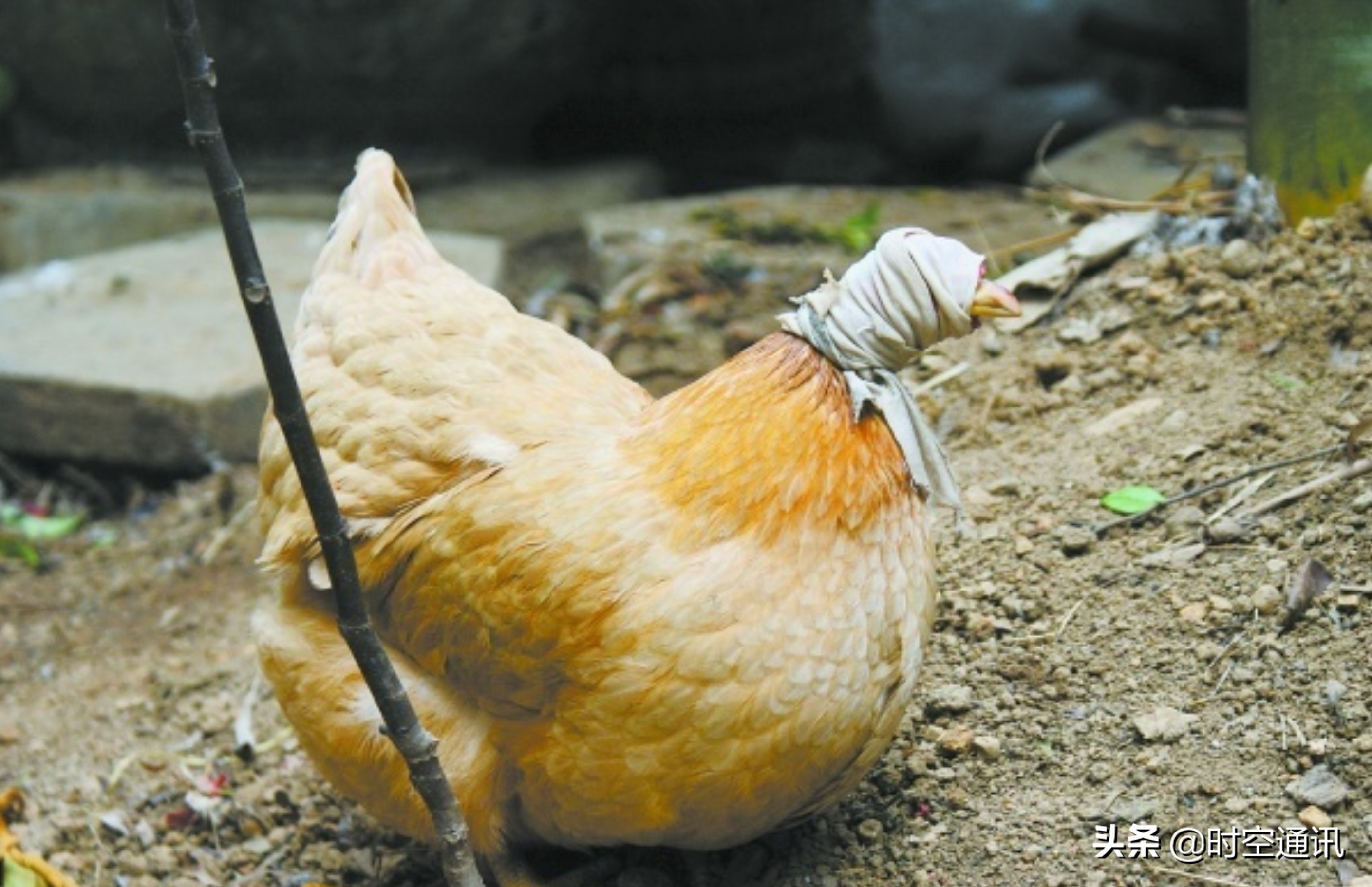 土鸡蛋和普通鸡分别都长什么样,土鸡蛋一般是哪种鸡的