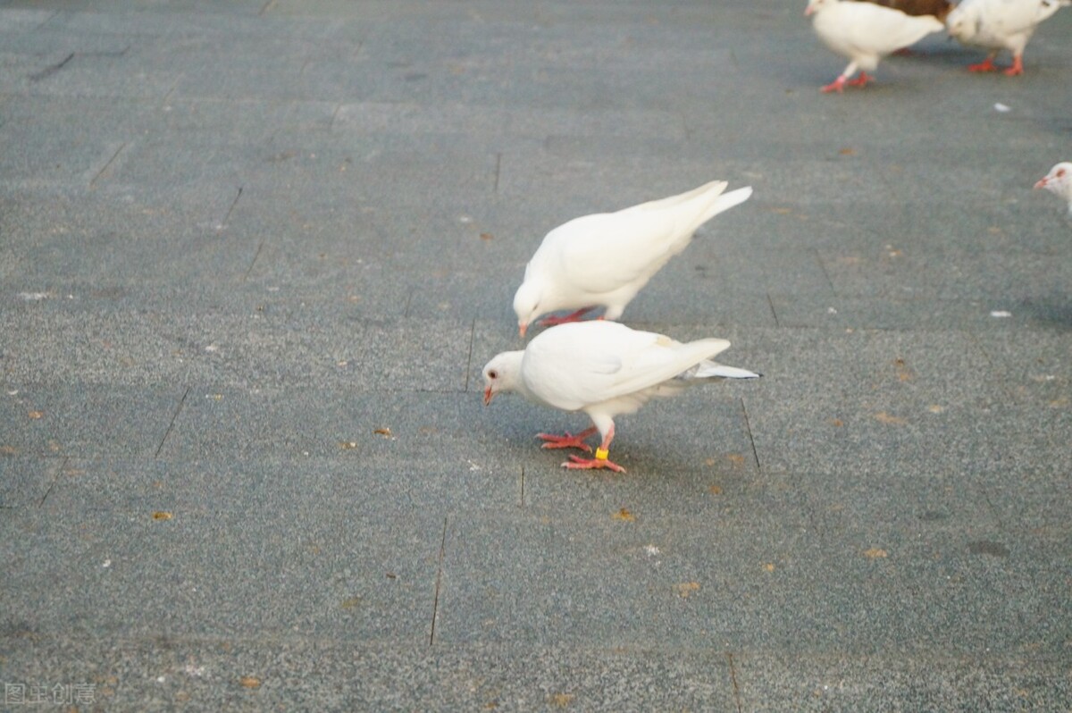 鸽子下蛋期公鸽子拉稀,小鸽子十天的时候母鸽子拉稀