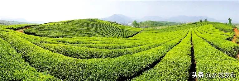 水城:产业兴旺乡村美