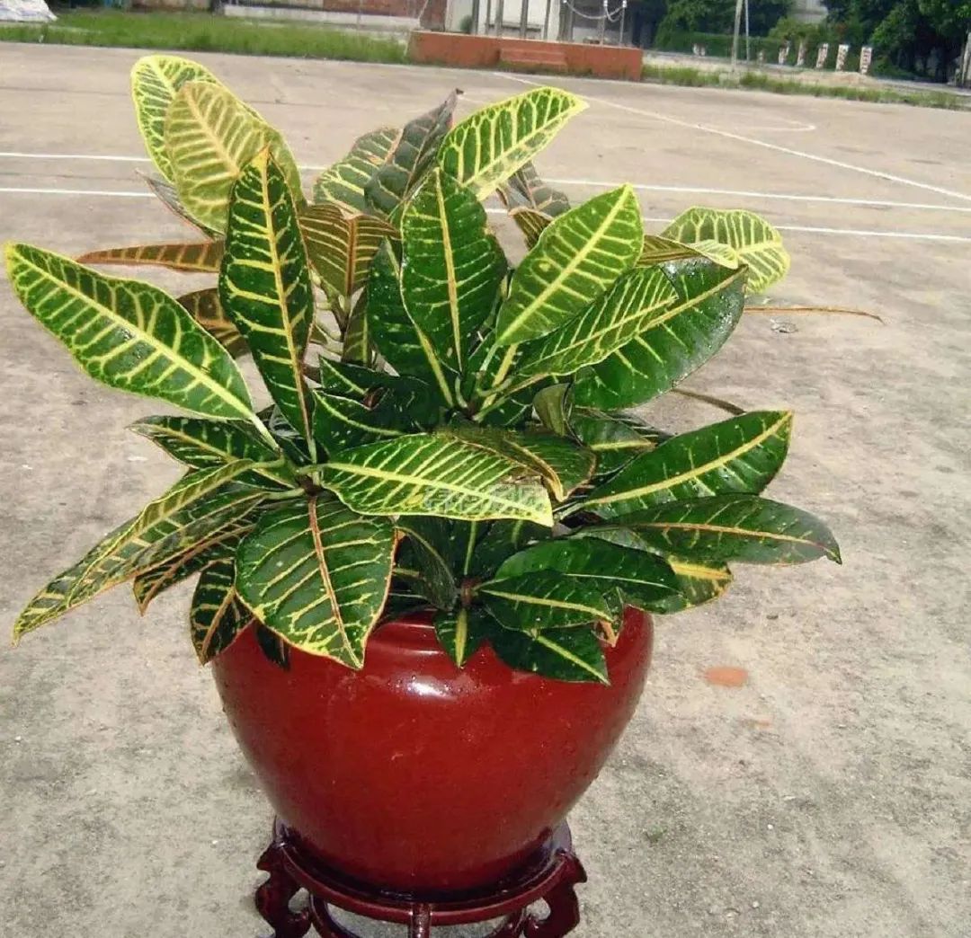 绿植中的变色洒金榕，变叶木这么养护，叶色变幻清新靓丽优雅斑斓