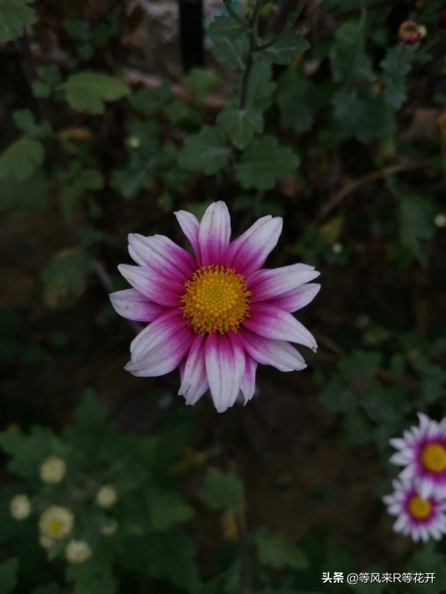 来自“神苗”的问候，记我与宿迁苗的相爱相杀—菊花